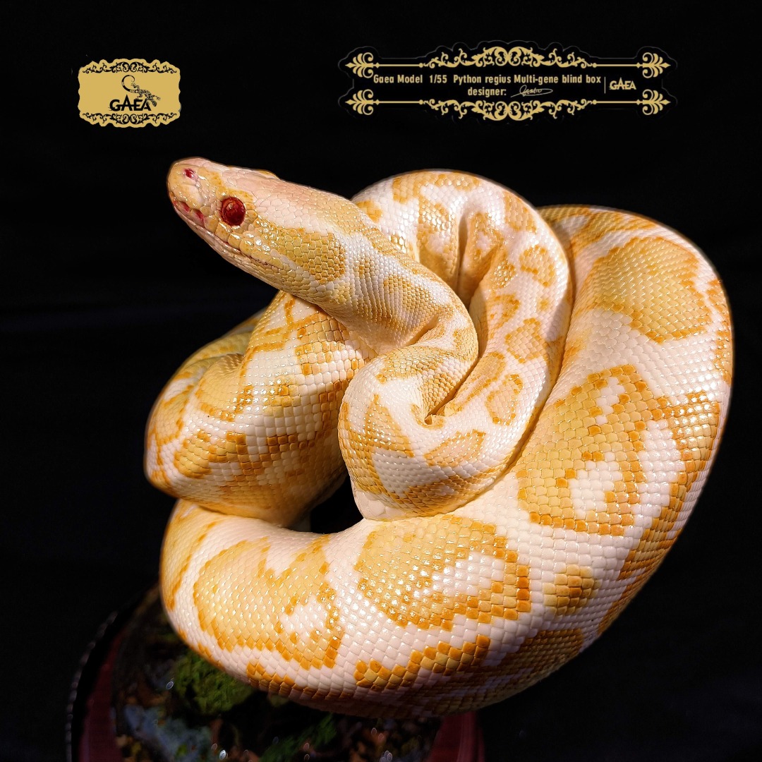 Ball python