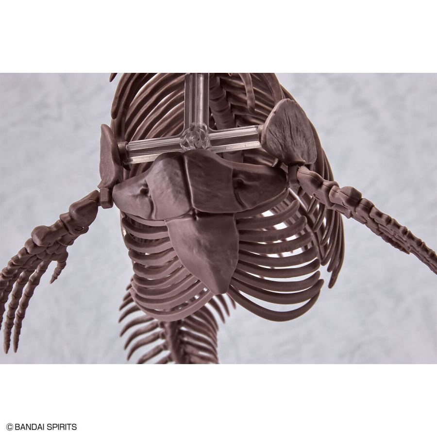 Imaginary Skeleton Mosasaurus 1/32