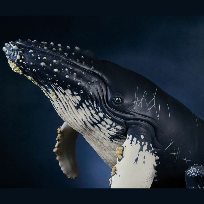 Nature Tales Humpback whale parent and child