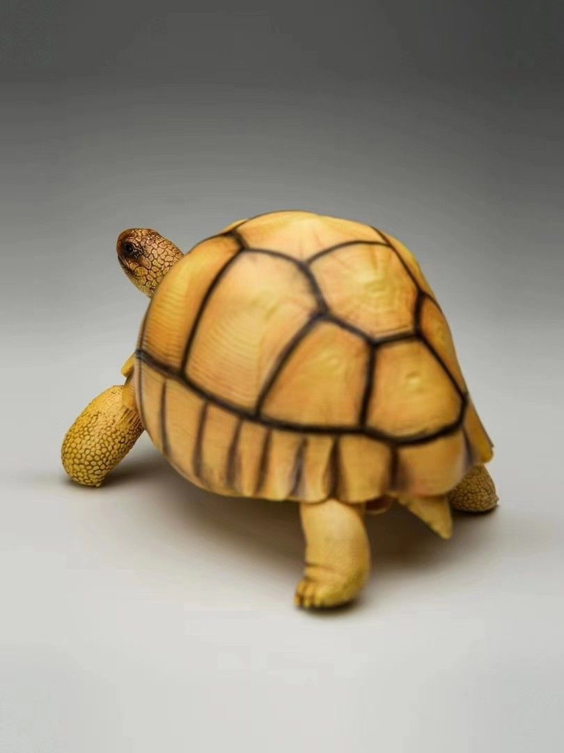 Turtle Series - Angoroka giant tortoise