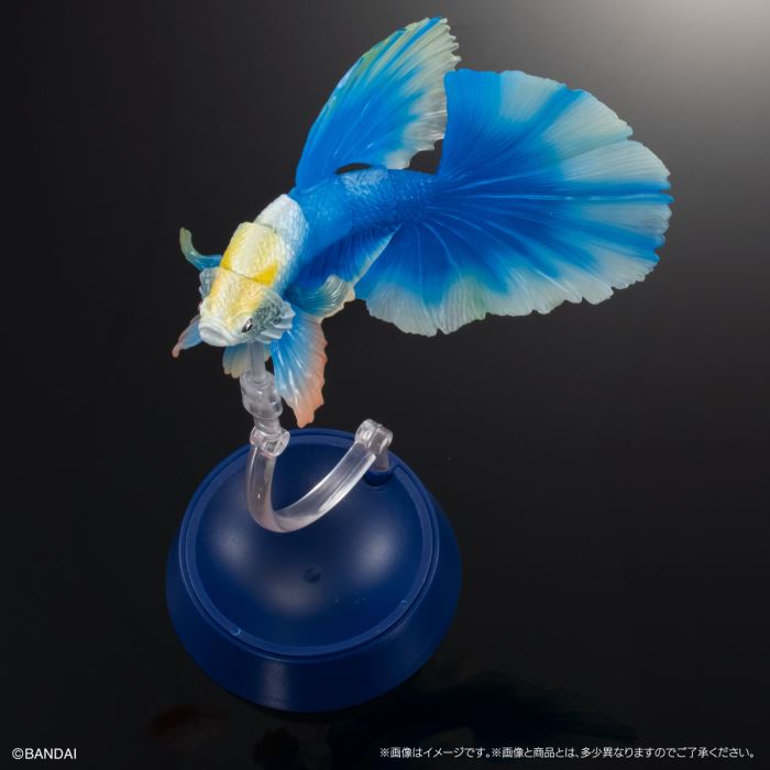 Encyclopedia of Creatures Advanced Betta