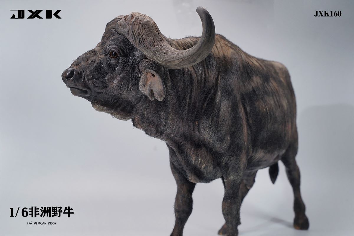 Syncerus Caffer 1/6