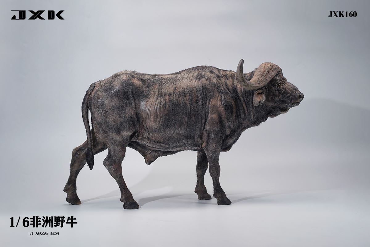 Syncerus Caffer 1/6