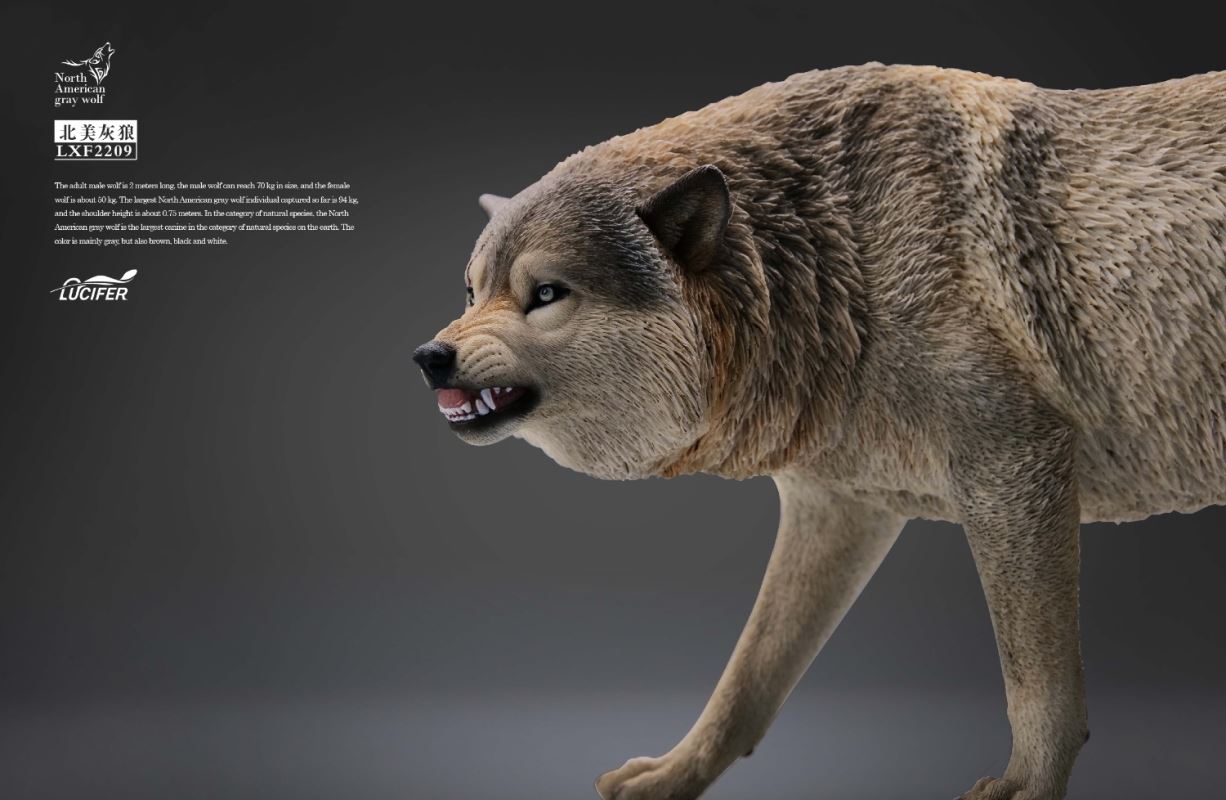 Gray Wolf 1/6