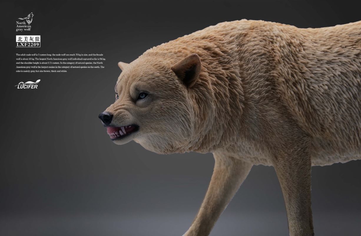 Gray Wolf 1/6