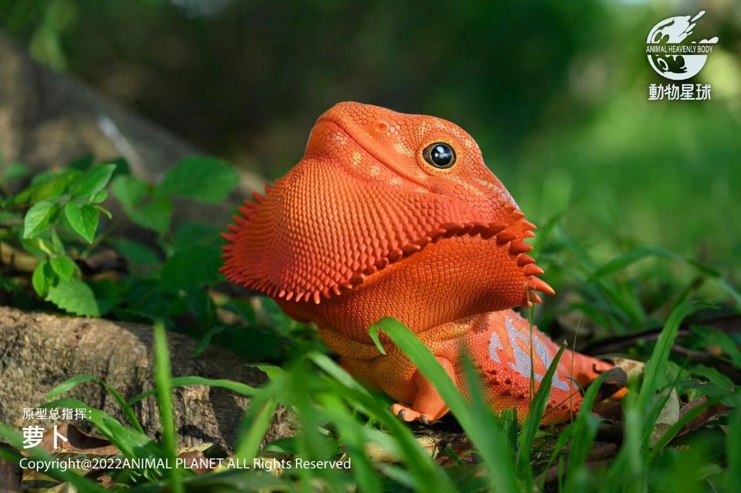 Pogona vitticeps
