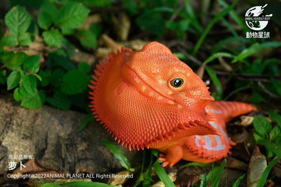 Pogona vitticeps