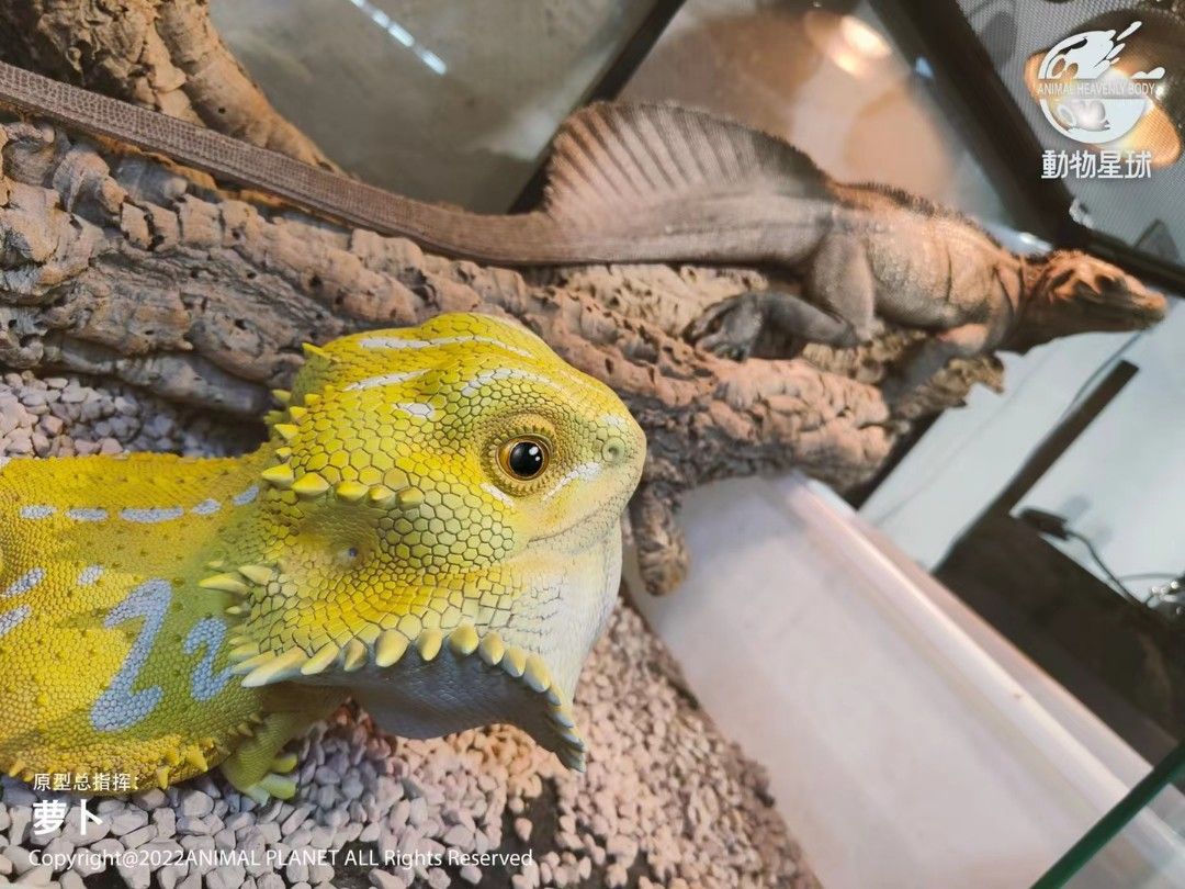 Pogona vitticeps