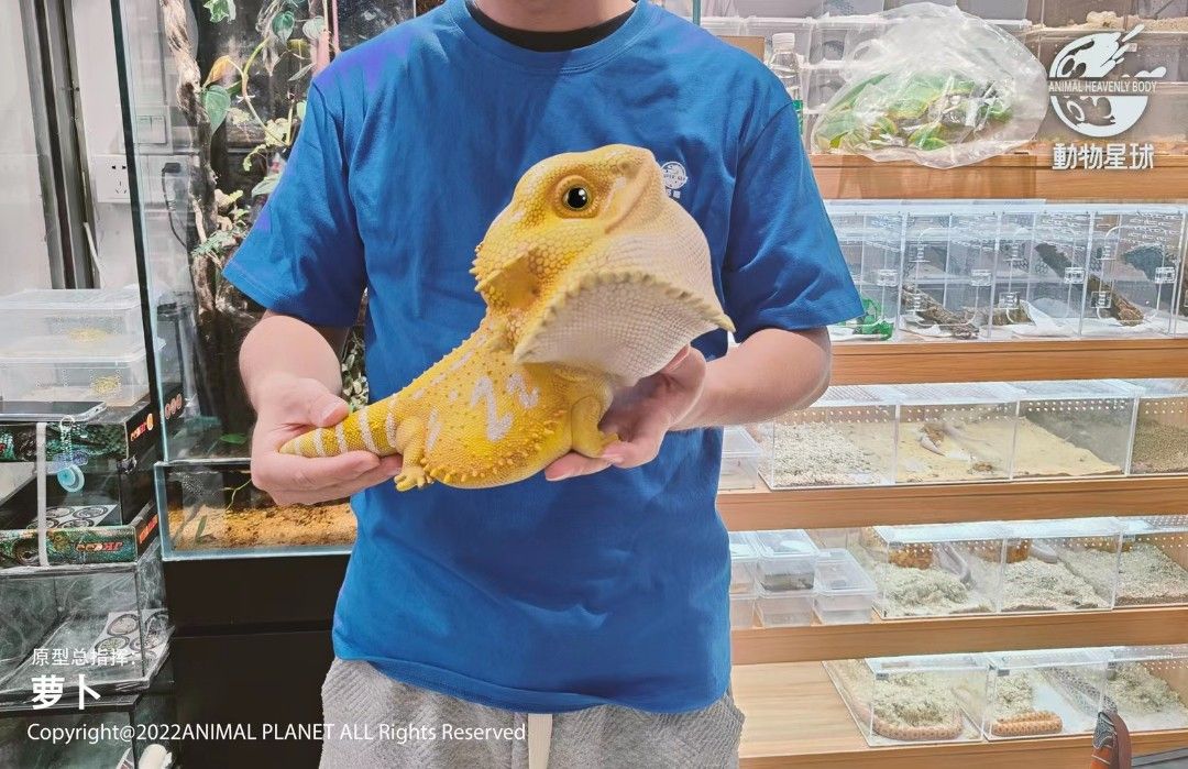 Pogona vitticeps