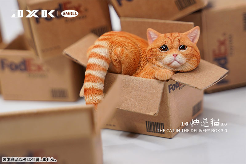 Small Cat in the Cardboard Box 3.0 A