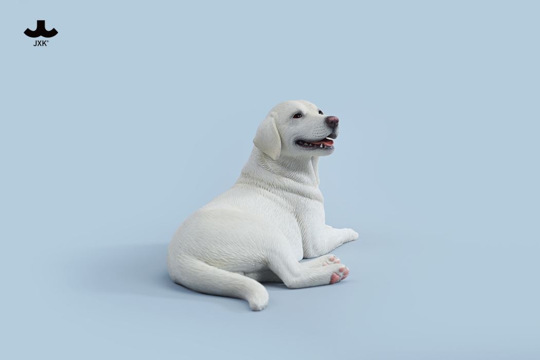 Labrador 1/6