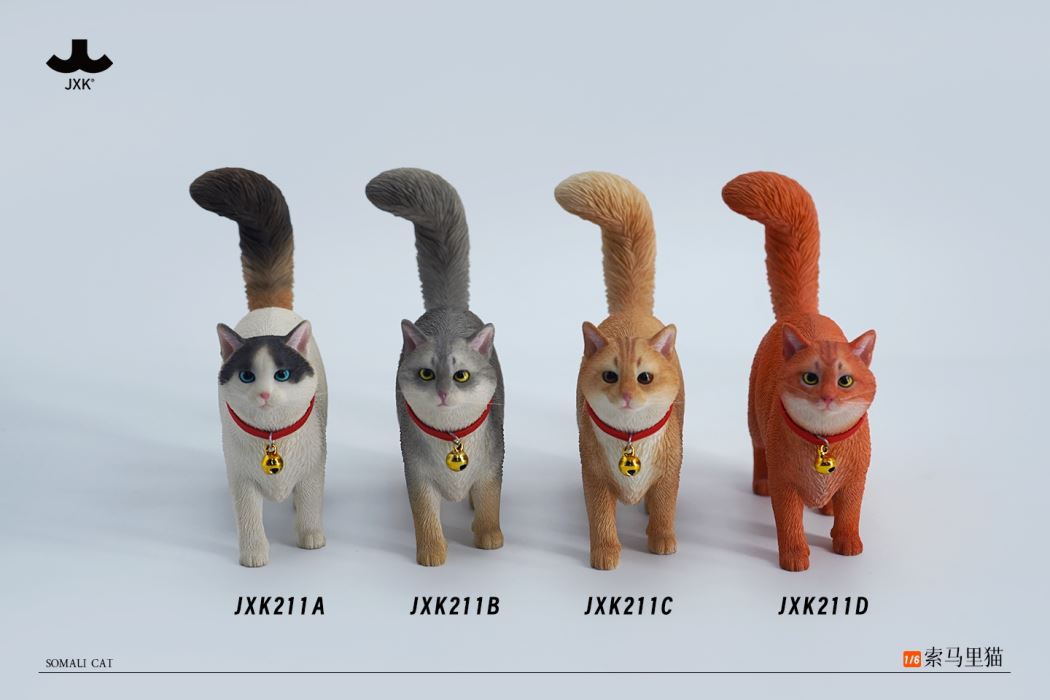 Somali cat (JXK211) 1/6