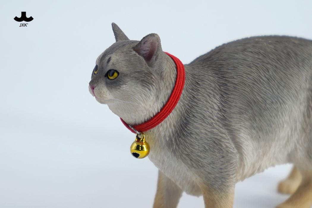 Somali cat (JXK211) 1/6