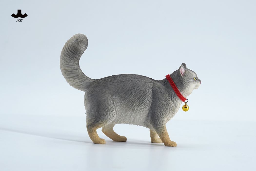 Somali cat (JXK211) 1/6