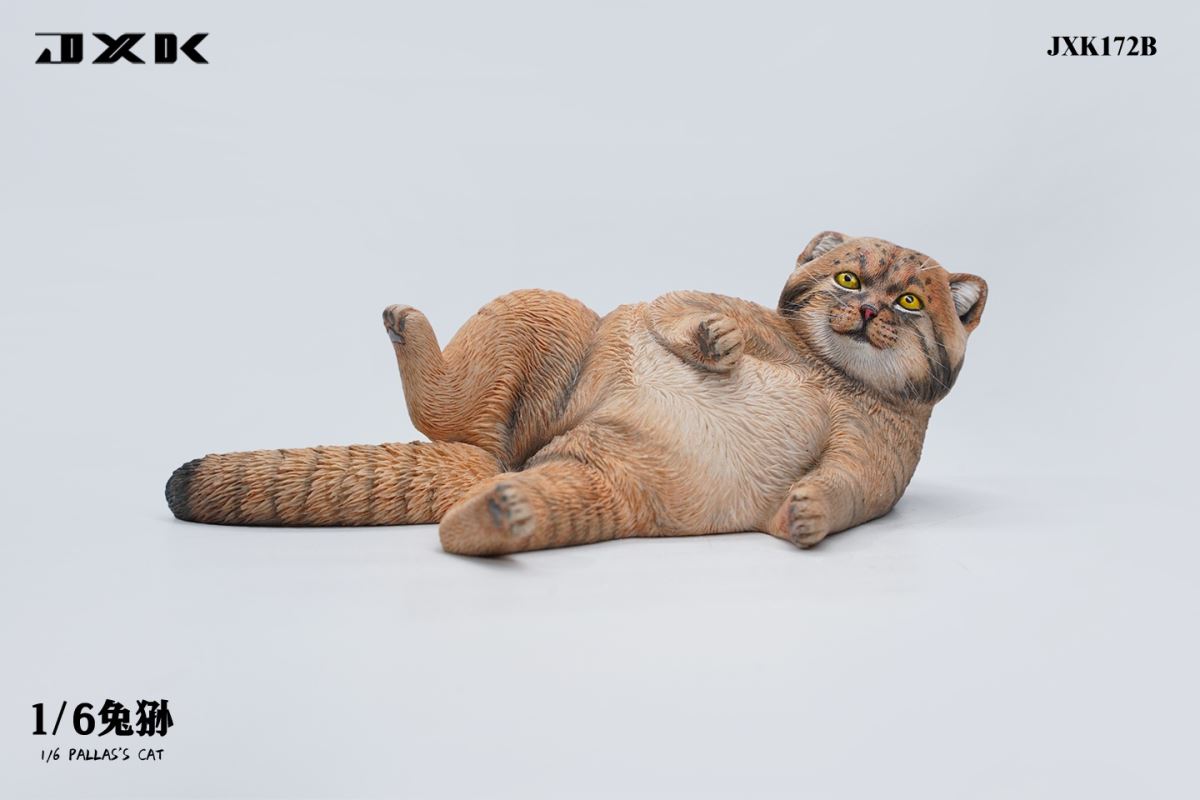 Pallas's Cat 1/6