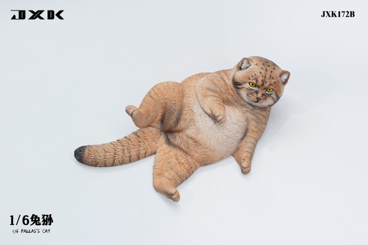 Pallas's Cat 1/6