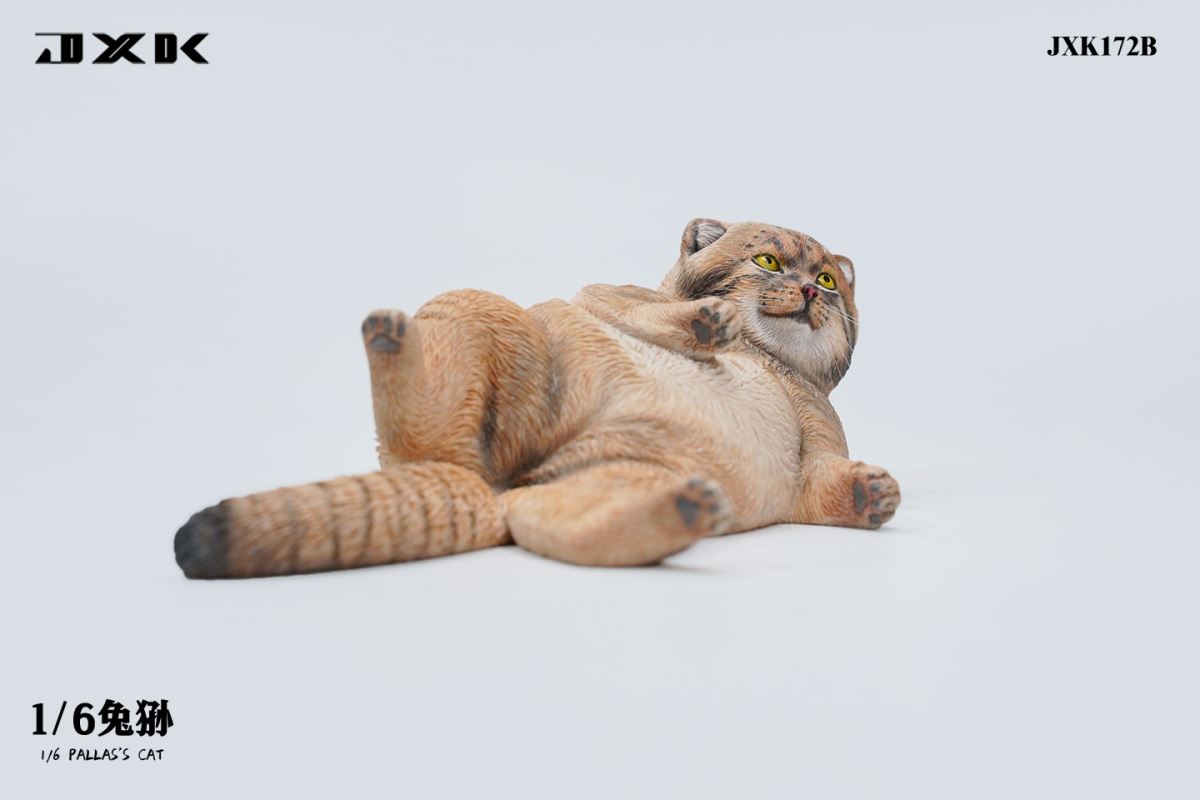 Pallas's Cat 1/6