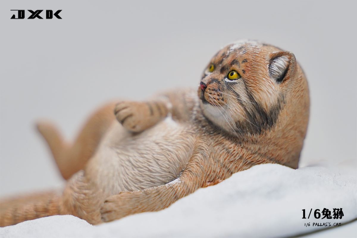 Pallas's Cat 1/6