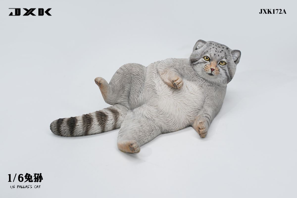Pallas's Cat 1/6