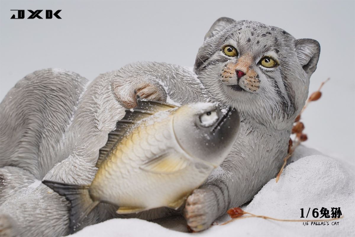 Pallas's Cat 1/6