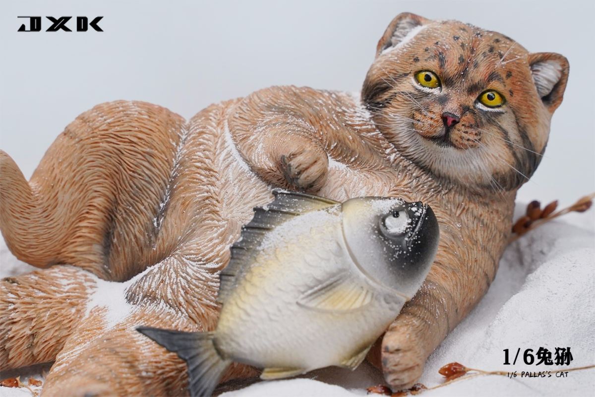 Pallas's Cat 1/6