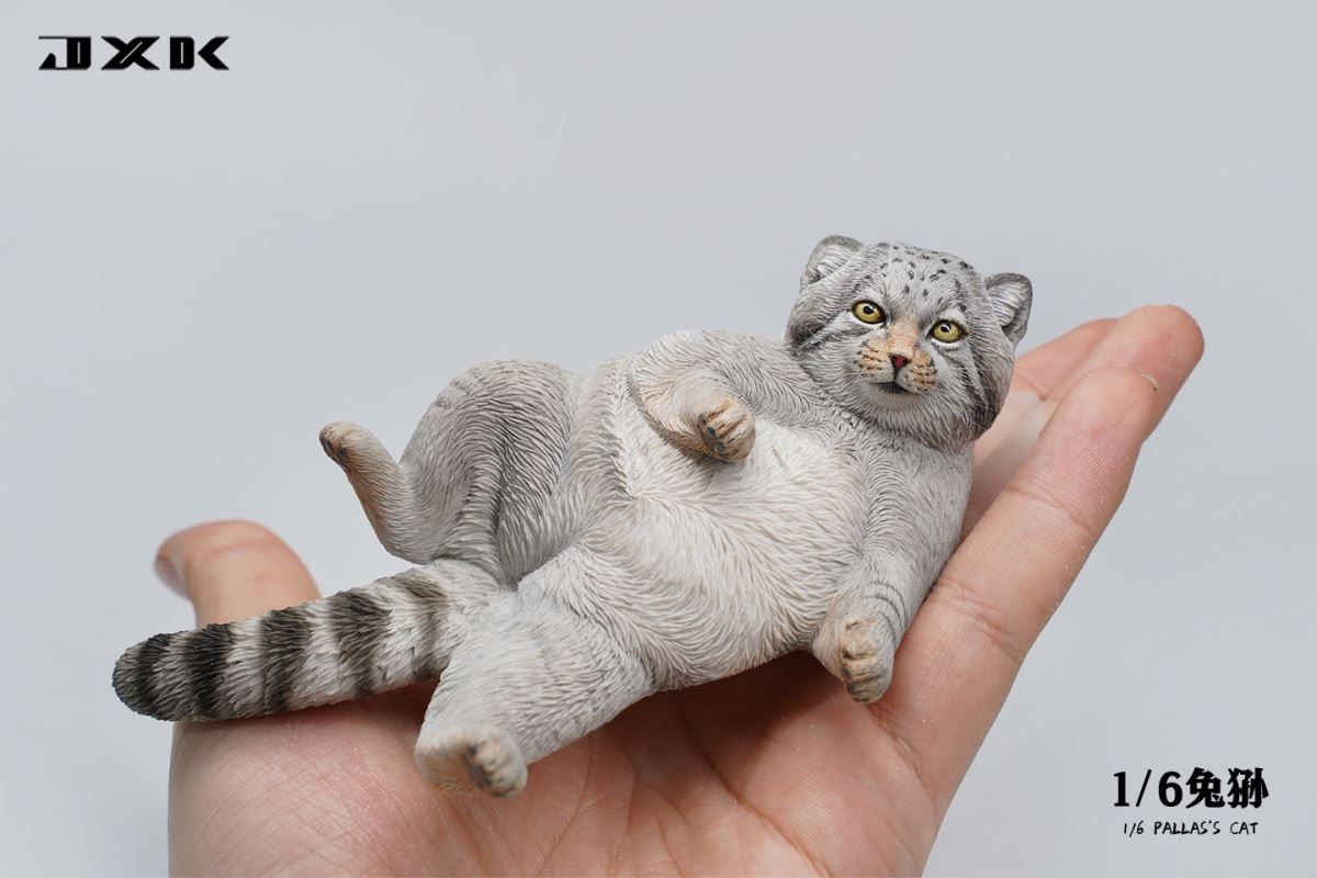 Pallas's Cat 1/6