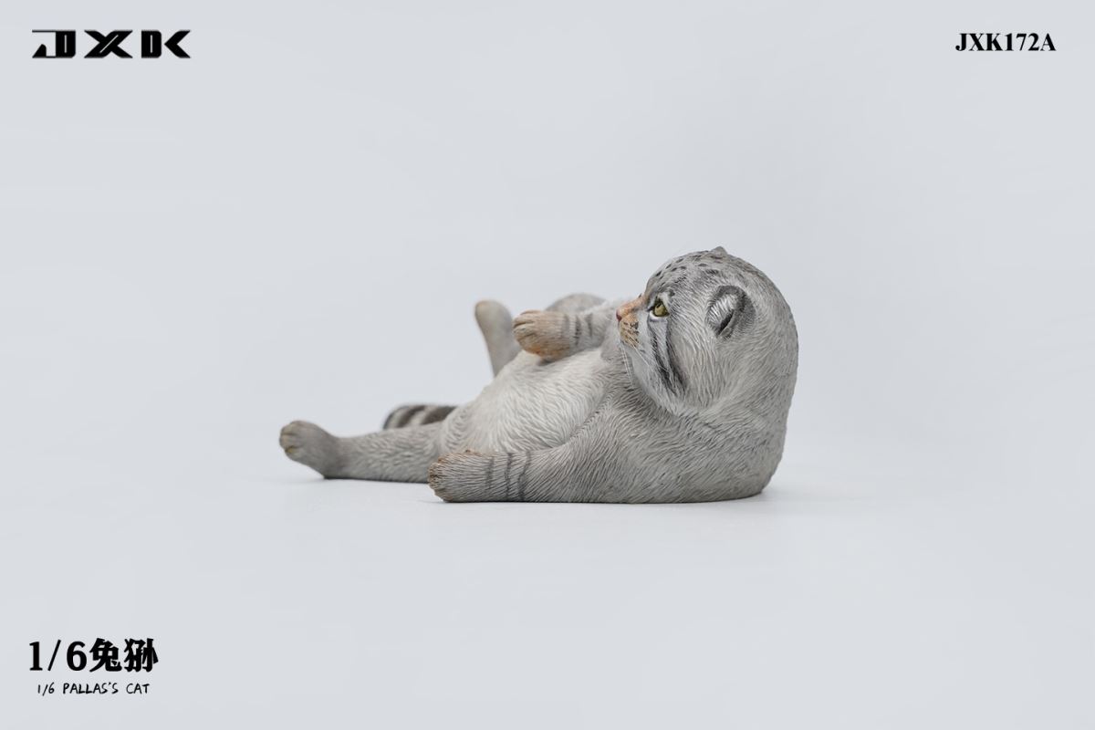 Pallas's Cat 1/6