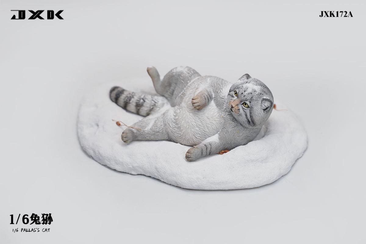 Pallas's Cat 1/6