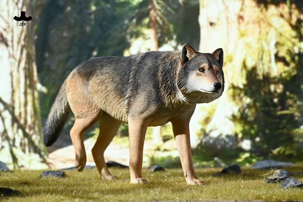 Common Gray wolf 1/6