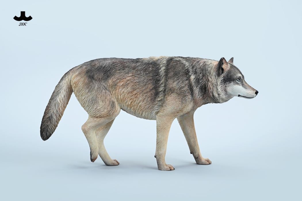 Common Gray wolf 1/6