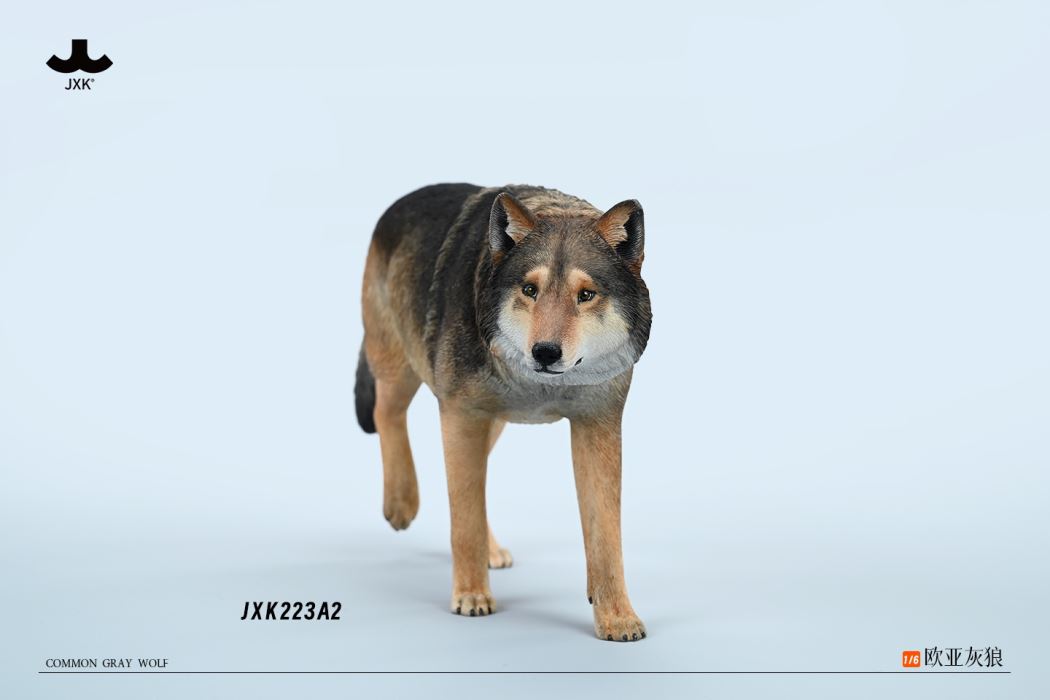 Common Gray wolf 1/6
