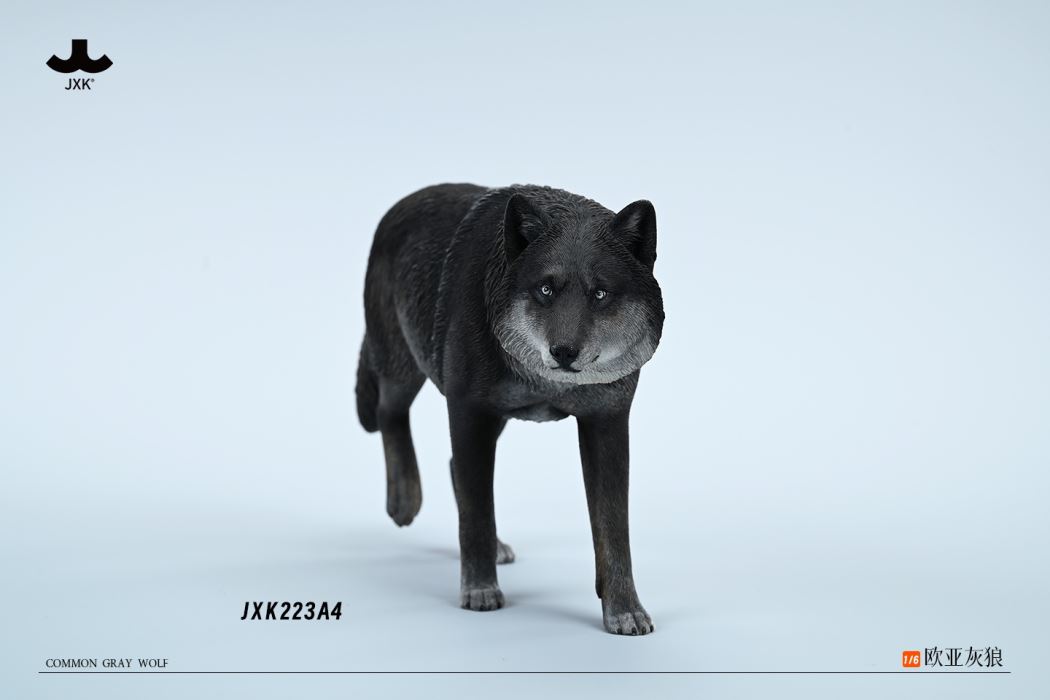 Common Gray wolf 1/6