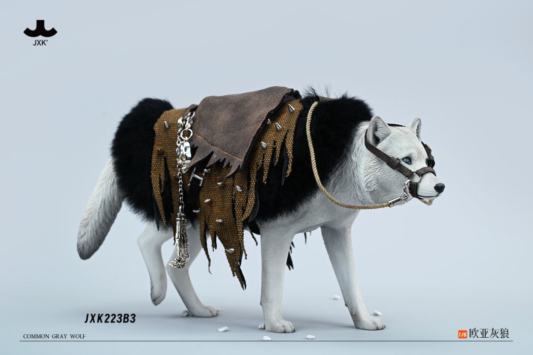 Common Gray wolf 1/6