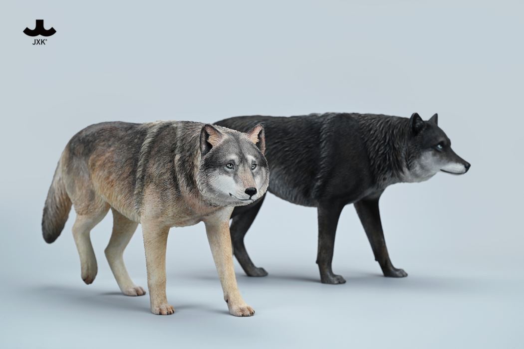 Common Gray wolf 1/6