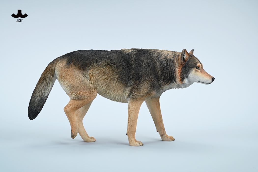 Common Gray wolf 1/6