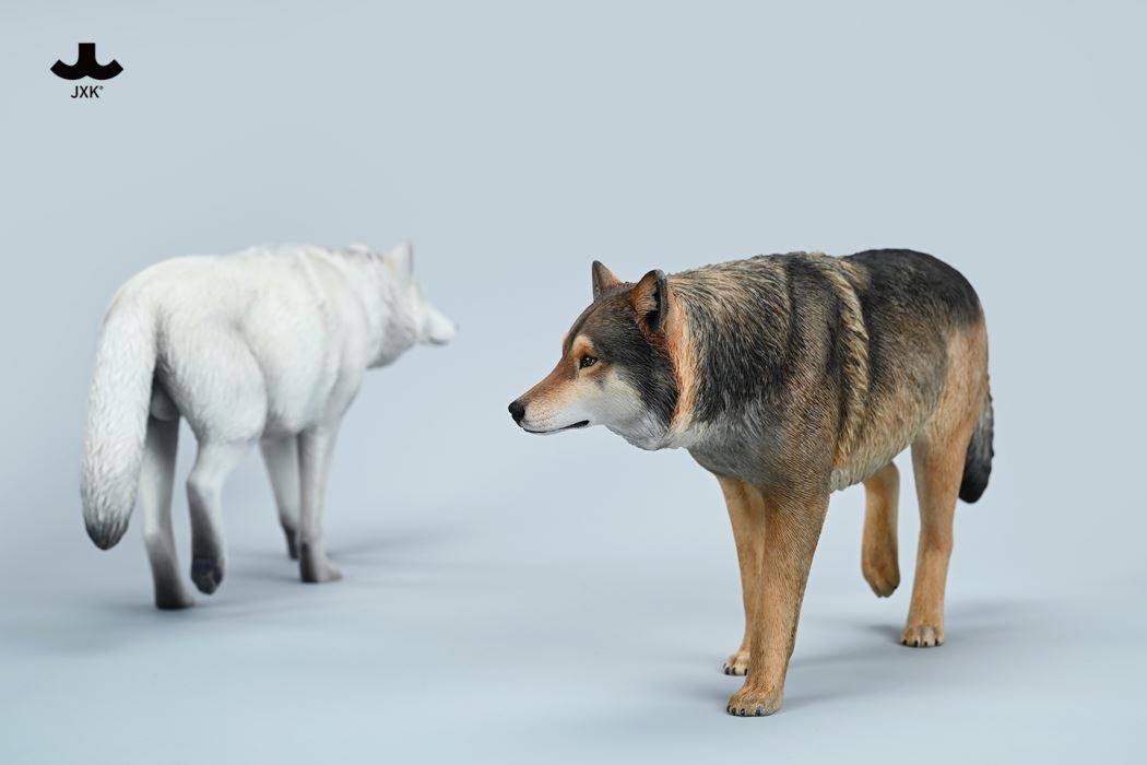 Common Gray wolf 1/6