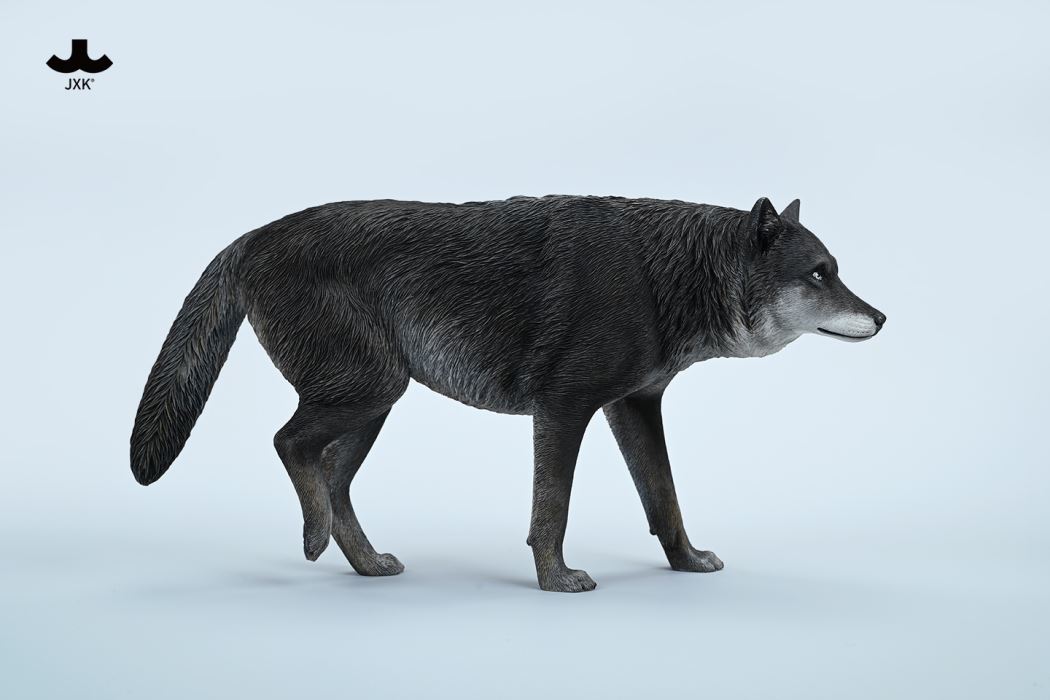 Common Gray wolf 1/6