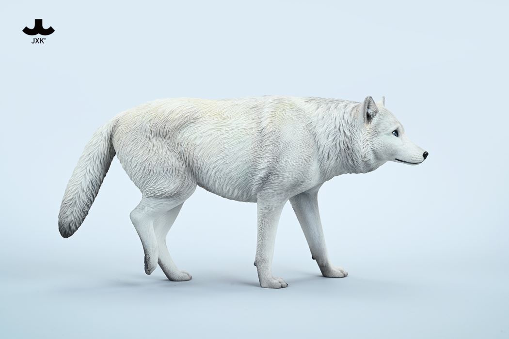 Common Gray wolf 1/6