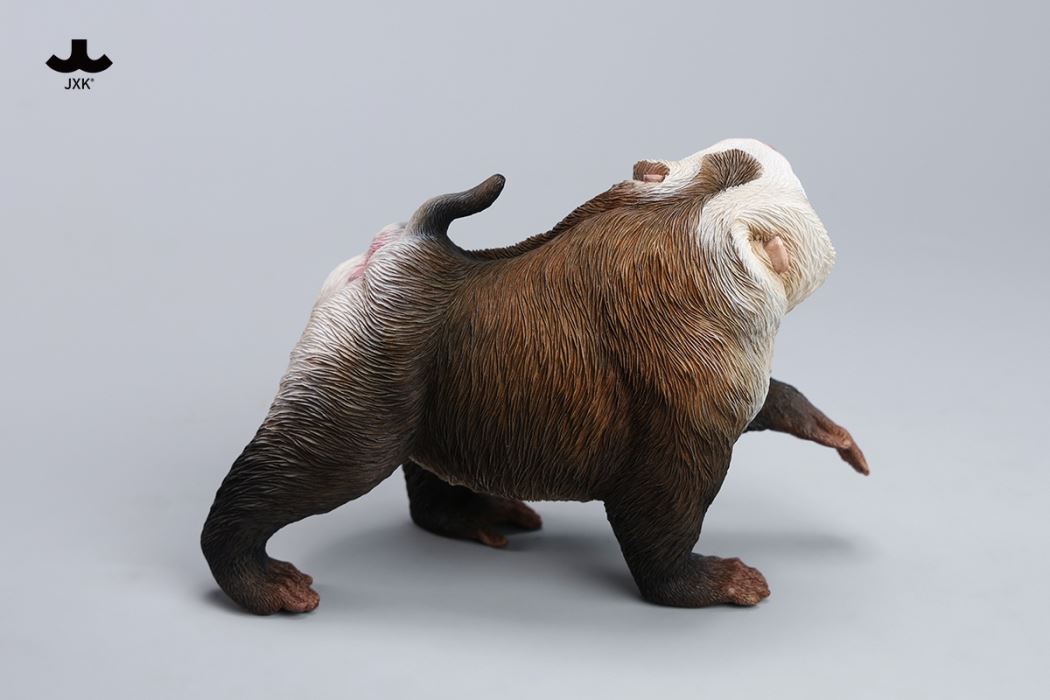 Northern Pigtail Macaque 1/6