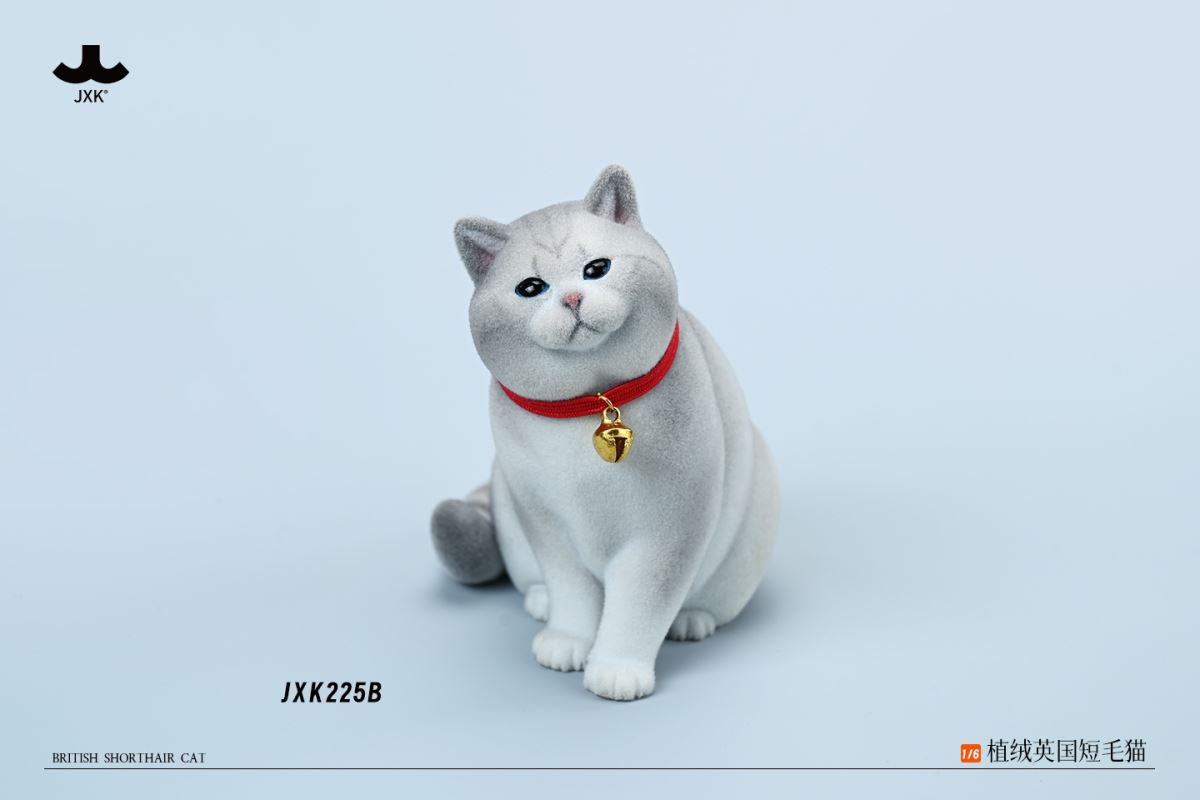 British shorthair cat 1/6