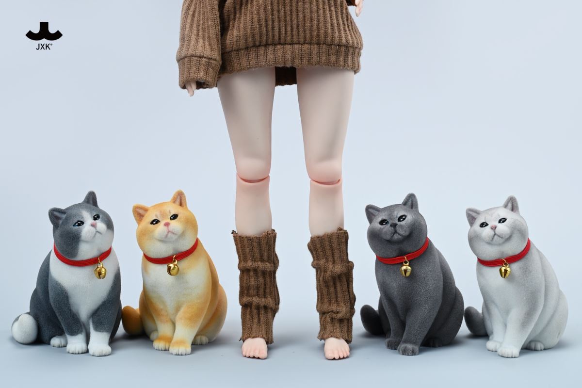 British shorthair cat 1/6