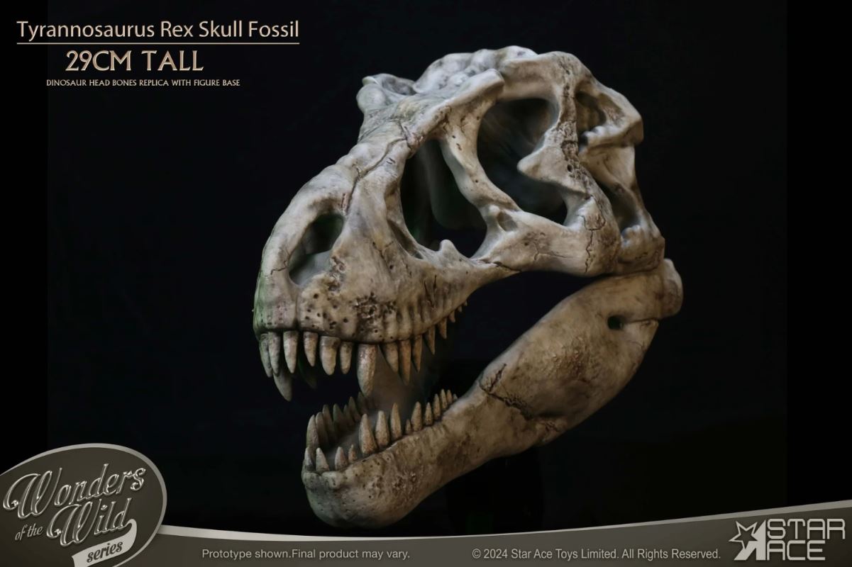 Wonder Wild Series Tyrannosaurus Rex Skull Fossil