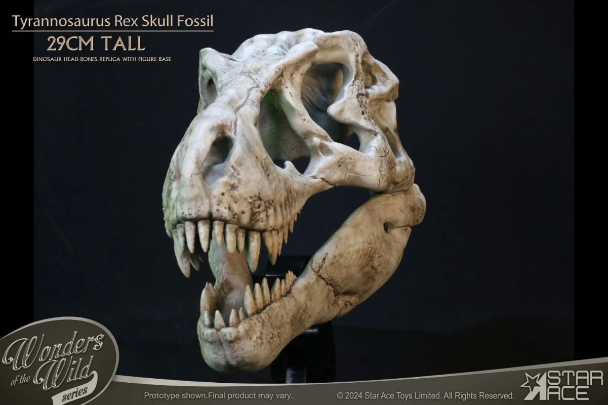 Wonder Wild Series Tyrannosaurus Rex Skull Fossil