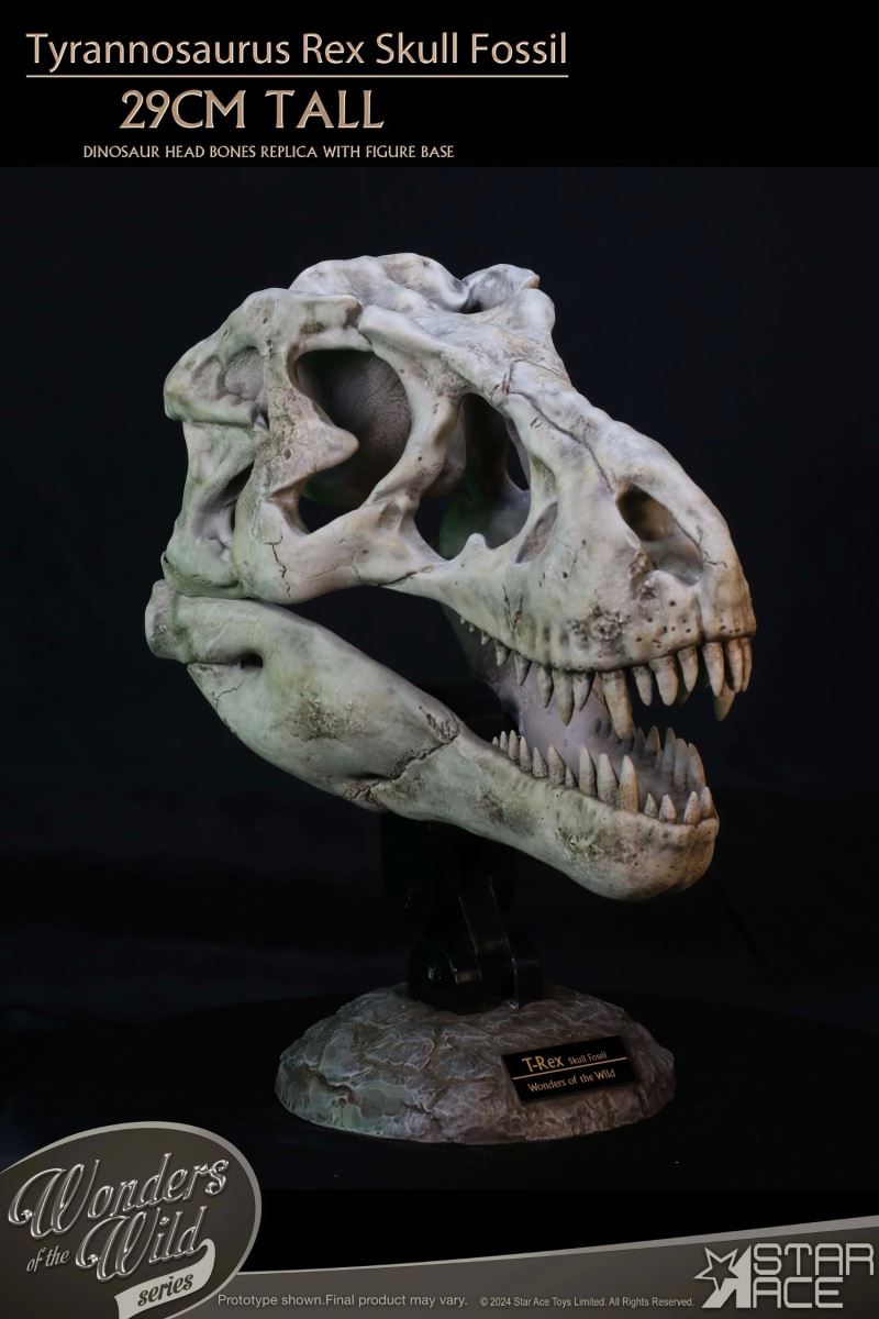 Wonder Wild Series Tyrannosaurus Rex Skull Fossil
