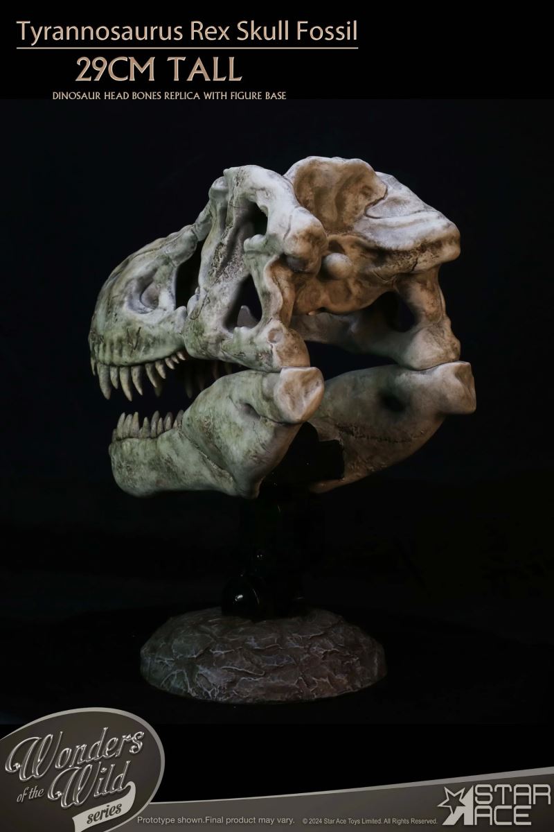 Wonder Wild Series Tyrannosaurus Rex Skull Fossil