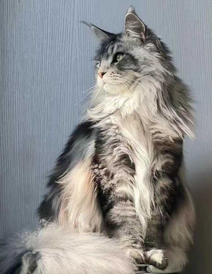 Maine Coon cat 1/6