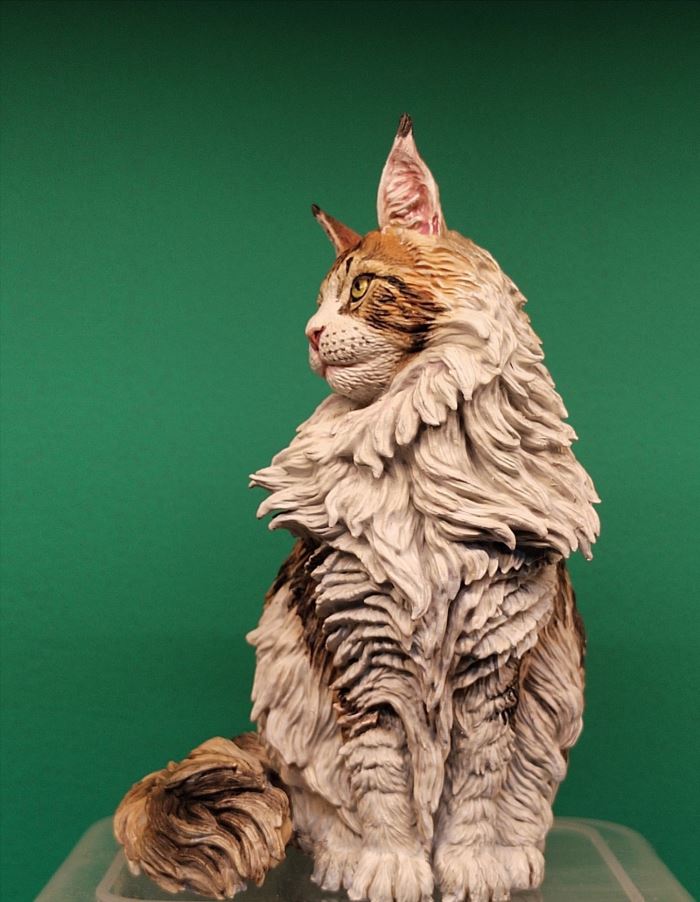 Maine Coon cat 1/6
