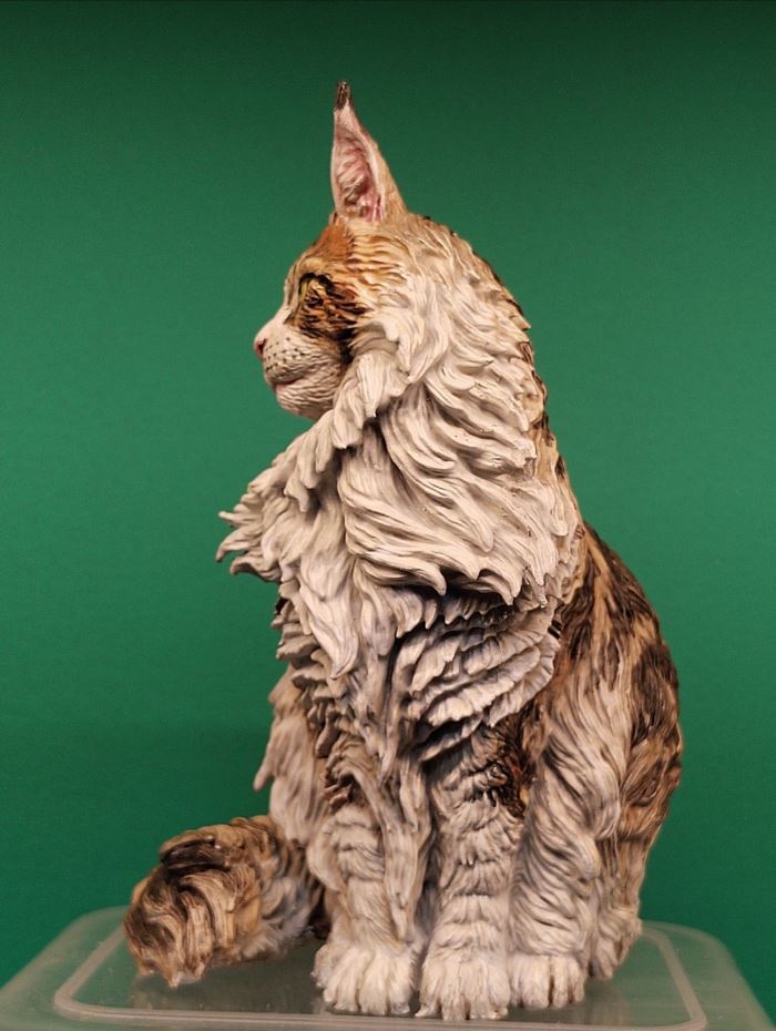 Maine Coon cat 1/6