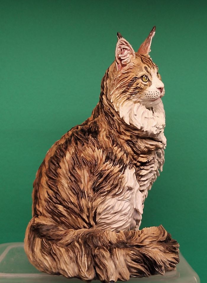 Maine Coon cat 1/6