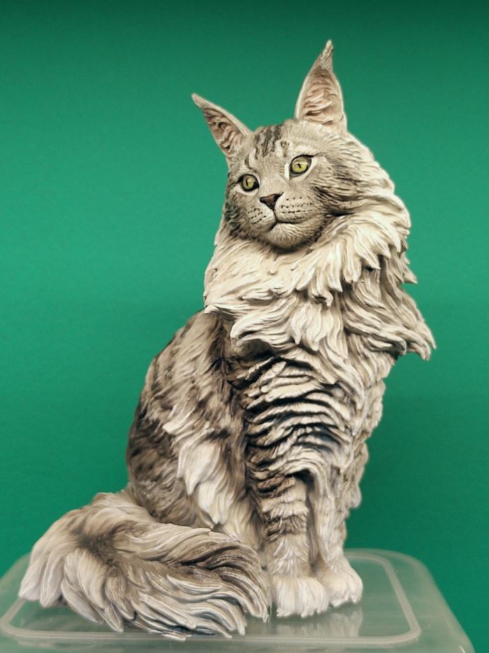 Maine Coon cat 1/6